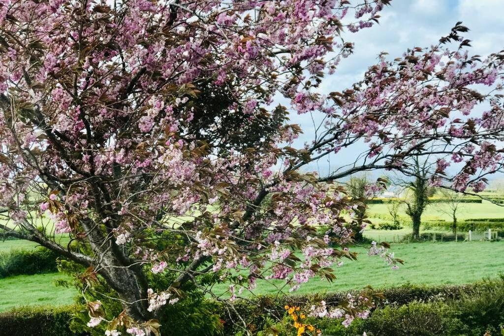 Eden Cottage ليسبورن المظهر الخارجي الصورة